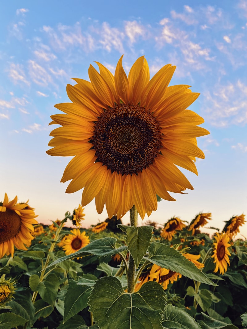 Organic Sunflower Seeds (Jar)
